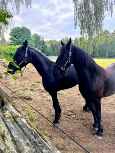 Here they are at the edge of the field waiting for visitors.