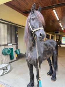 10-year old Stewart was also emaciated at the time of his rescue earlier this summer and had to stay in an equine hospital for some initial treatment. (Photo courtesy of Dorset Equine Rescue)