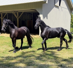 Right away, the two were eager to stretch their legs and explore the surroundings. We had just harvested 208 bales of hay the day before - the field smelled wonderful.