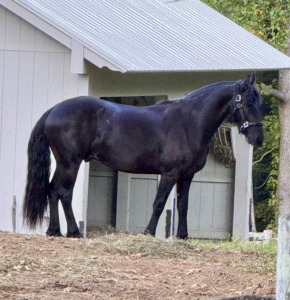 A Friesian can weigh anywhere from 1200 to 1500 pounds when full grown. They are also considered medium to large breed horses and can range in height from 15.3 to 17 hands tall.
