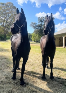 Here they are this weekend - let's see how they look in a couple months.