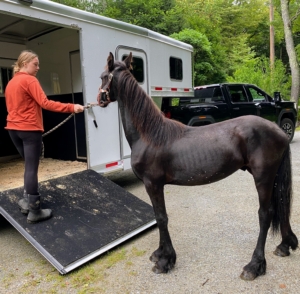 Ulysses was a timid, sick, and underweight yearling at the time of his rescue in 2023. Here he is getting loaded onto the trailer headed for the Dorset Equine Rescue facility. (Photo courtesy of Dorset Equine Rescue)