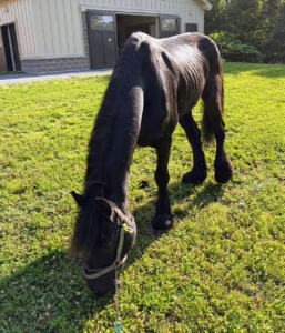 Here he is grazing at the hospital - very underweight and unable to eat properly due to dental neglect. (Photo courtesy of Dorset Equine Rescue)