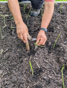 I plant red onions, white onions, and yellow onions. Here, Phurba carefully plants them using a dibber.