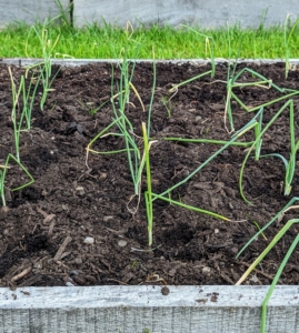 They are planted when temperatures are still a bit cool. Early planting gives the onions time to develop tops and store energy for the bulbs.