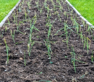 Here they are all planted in early June.