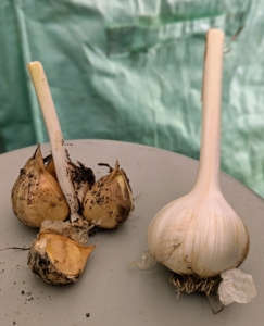 And remember, a garlic head, also known as a garlic bulb, is the entire bulb of garlic as seen on the right. A garlic clove is one of the individual segments that make up the bulb as seen on the left.