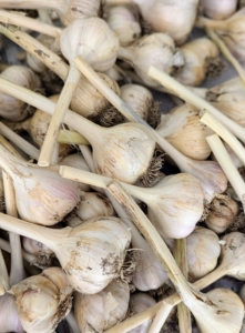 I always grow lots of garlic to use in my cooking and to share with my daughter, Alexis.