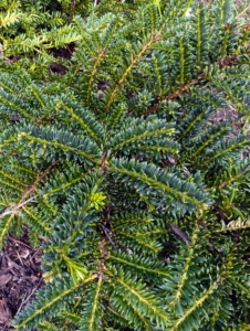 These are the branches of a Japanese Yew, Emerald Spreader, a cold hardy, evergreen shrub that is strong, sturdy, and retains its green color even in winter.