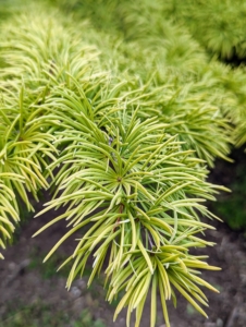 These branches are from a Cedrus deodara ‘Wells Golden’ – a true cedar with rich, golden color, which is beautiful in winter.