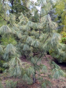 Other trees growing here include this dwarf white pine tree. If you’re not sure how to tell some of these popular trees apart, here are some key tips: pines have needles that are arranged and attached to the branches in clusters of two, three or five. Spruce and fir trees have needles attached individually to the branches.