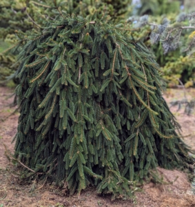 Picea abies ‘Pendula’ describes the weeping forms of Norway spruce. The Norway spruce or European spruce is a species of spruce native to Northern, Central, and Eastern Europe. Its uniquely trained form adds so much interest in this pinetum.