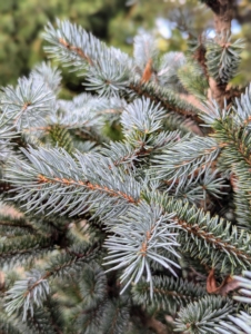 This is a baby blue spruce, Picea pungens ‘Baby Blue.’ This dwarf blue spruce tree stays under 25 feet.