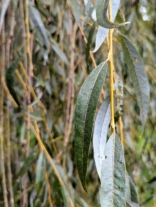 The leaves are long and narrow with a light green color and a finely toothed margin.