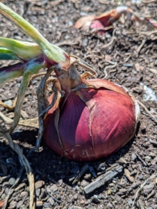 Fortunately, very few animals eat garden onions.