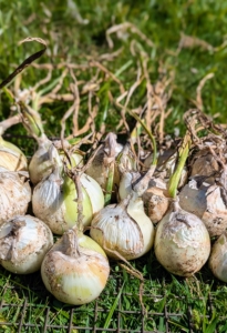 I plant a good amount of onions every year. It is one of the most favorite crops here at the farm.