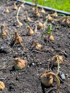 And this week, the tops of the onion plants have withered and turned brown naturally – a clear indication they are fully mature and ready to harvest.