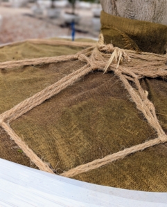 All the trees at Select Horticulture Inc. are meticulously wrapped and tied. Always look for well maintained root balls which are crucial for good transport, handling, and planting at its new location.