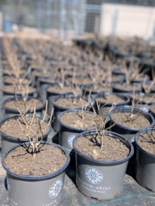 I’m so proud of all the many bare-root plants I am able to nurture here in pots before they are planted in more permanent locations. These bare-roots are Sweet Starlight Hydrangeas, Hydrangea paniculata. Its bright white blooms age from light to dark pink. These were potted up last April.