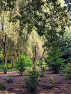 I add more specimens to this collection every year – some are very rare and slow growing, but I love the variety of plantings I’ve amassed. This past spring I began developing this area of the pinetum, adding more interesting specimens.