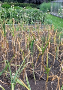I harvested this year's garlic back in July. Determining when garlic is ready to harvest can be tricky. If it’s harvested too soon, the cloves are small and underdeveloped. If harvested too late, the clove heads begin to separate, making them more vulnerable to decay. The real indicator is the plant itself – when the bottom leaves have turned brown, and the top leaves are still green.