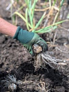When harvested, each one is pulled out carefully from the base, so that the head comes out completely.