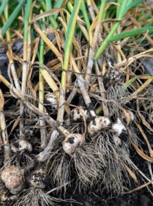 All these garlic heads were picked at the right time.