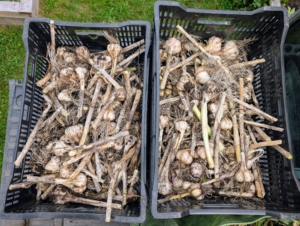 As it is harvested, the garlic's long stem is cut slightly and then the head is placed in a breathable crate, so it stays dry. And then all are taken to a well-ventilated warm location with good air circulation so they can start to cure. It’s wise to avoid full sun and direct sunlight, as it can alter the flavor.