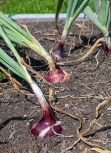 Onions require 90 to 100 days to mature from seed, which is around four months. From sets, onions are ready to harvest after around 80 days, or just under three months.