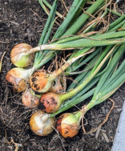 Onions are edible at any point, no matter how small they are. Here I harvested a few early season onions - they look very good.