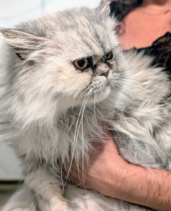 But first up for grooming is Magnolia. The cats know when it is grooming time. Sometimes they go downstairs on their own. Sometimes it's a little more challenging to find them.