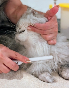It’s always good to look for and remove any matted fur. This is important because collected mats can cause irritation and hairballs. My cats are brushed every day to keep their coats as tangle-free as possible. Baths are done only when needed.