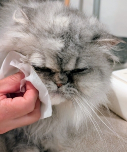 Magnolia's face is cleaned with a pet wipe to help remove dirt, odors, and stains from her delicate coat while conditioning the skin. They’re perfect to use daily.
