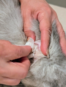 I also use the wipes to carefully clean around the outside of the ear canal – never inside. Since this is done regularly, there is little dirt, but it is also good practice, so the cats are comfortable being handled.