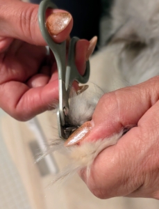 Enma checks to see if any of Magnolia's nails need trimming. When trimming, be sure to only trim off the tip. And only cut the white part of the nail – never the pink part, which is called the quick – this is where the nerve and blood vessels are located.