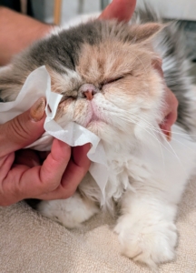 Next is Dahlia, who starts to fall asleep during her brief grooming session. Enma is sure to wipe in between the creases. This helps to prevent possible tear staining.