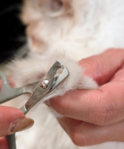 Dahlia is getting her nails trimmed also. Pet nails grow quickly, so it is important to check them often and trim whenever needed.