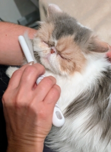 Always be sure to introduce the cat to new tools before using them, so they never shy away from grooming time.
