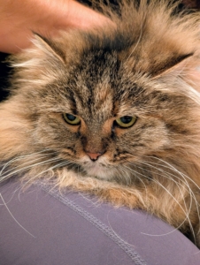 This is Lilium - very friendly and always ready for a good rub. As part of the daily routine, my cats are brought down to the basement, one by one, for a short grooming session.