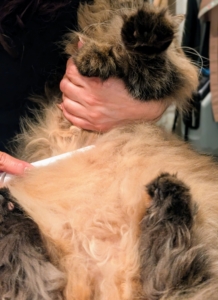 Here she is on her back while her stomach is combed.
