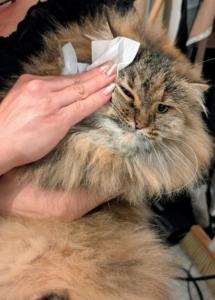 And a good, thorough face wiping. I am sure they all feel fresh after a little grooming.