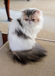 This is Dahlia, the youngest of the trio.