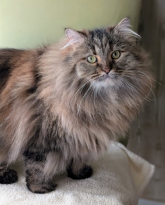 You look beautiful my dear Lilium. I always cover the pets’ favorite resting spots with towels. Doing this keeps these areas extra clean, and extra cozy.