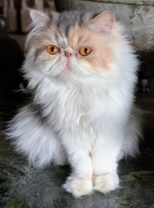 And here is my pretty Dahlia, who loves to be near anyone who will notice her. I am so glad my cats are all are very healthy and happy.