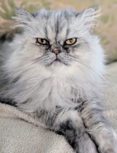 Magnolia is ready for a nap. My cats definitely like their routines – they like to sleep and lounge in the same places.