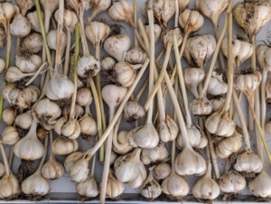 It takes some time to get through all the garlic. Garlic can be kept in good condition for a few months at ambient temperatures of 68 to 86 degrees Fahrenheit under low relative humidity. And be sure to save the healthiest bulbs to plant next season.