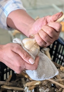 Several weeks later is when the next part of the process is done. Yesterday, Elvira got them ready for storage by cleaning and trimming each garlic head. Elvira wipes each one with a dry rag removing any excess dirt.