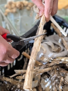 She trims each stalk more leaving about two to four inches. Trimming the stalks makes it easier to store and keeps them neat and uniform.