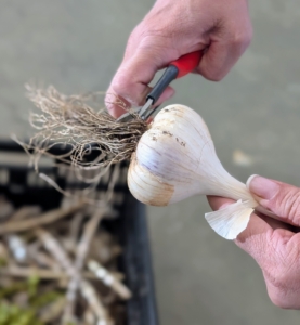 Next she trims the roots being careful not to cut the skins that protect the cloves.