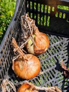 Most of these onions are medium to large in size.